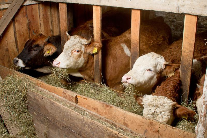 Farm Pri Flandru Βίλα Cerkno Εξωτερικό φωτογραφία